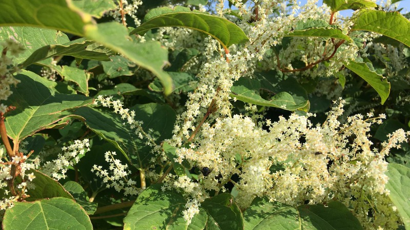 Parkslide som blommar.