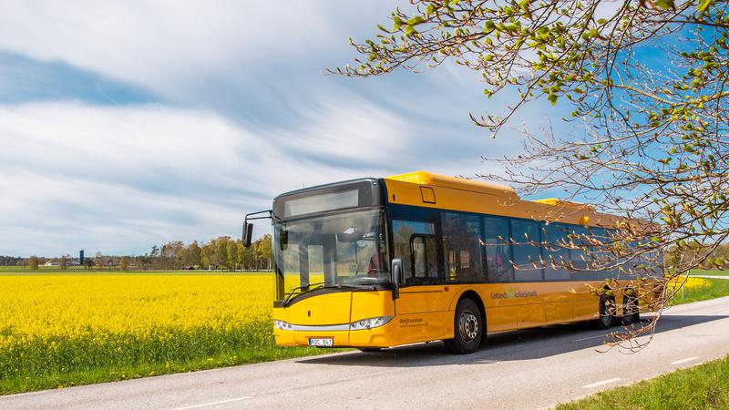 Buss kör på landsväg längs rapsfält.