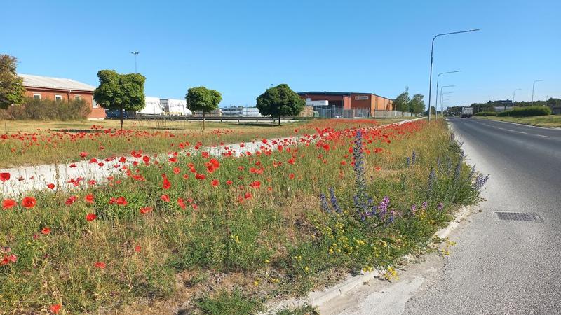 Vallmoblommor vid en väggren.