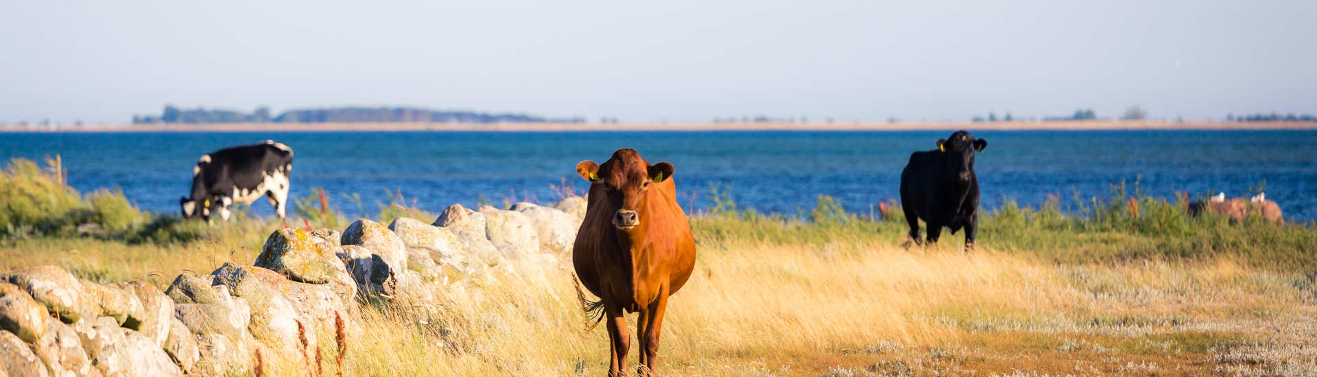 Kossor på bete vid havet