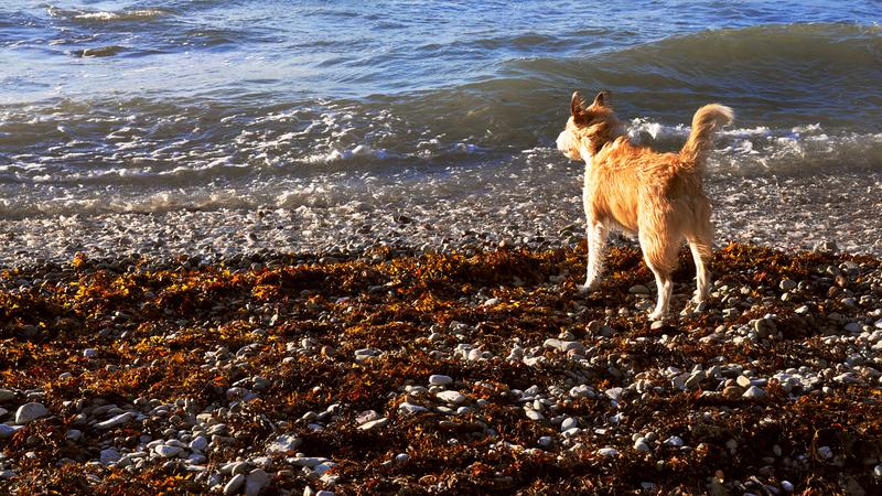 Stenstrand med mycket släke och en gulvit hund