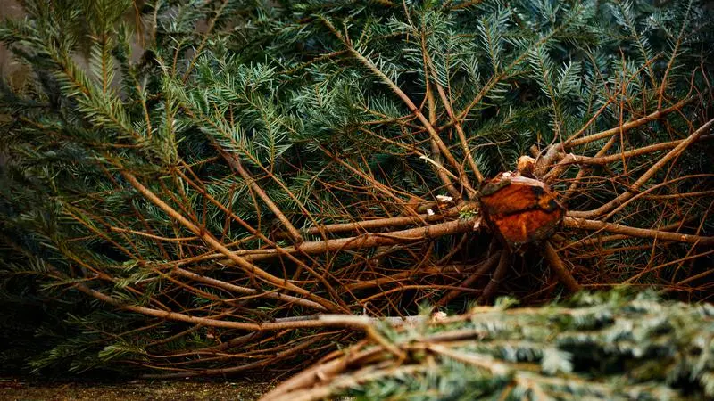 Julgran som ligger vält
