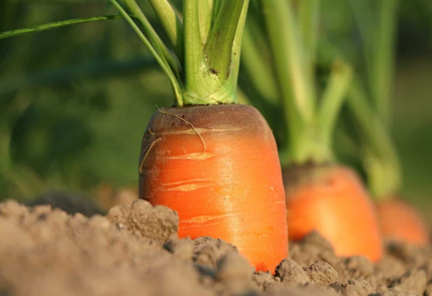 carrot-1565597_1920-1536x1023 Morötter som sticker upp lite ur marken
