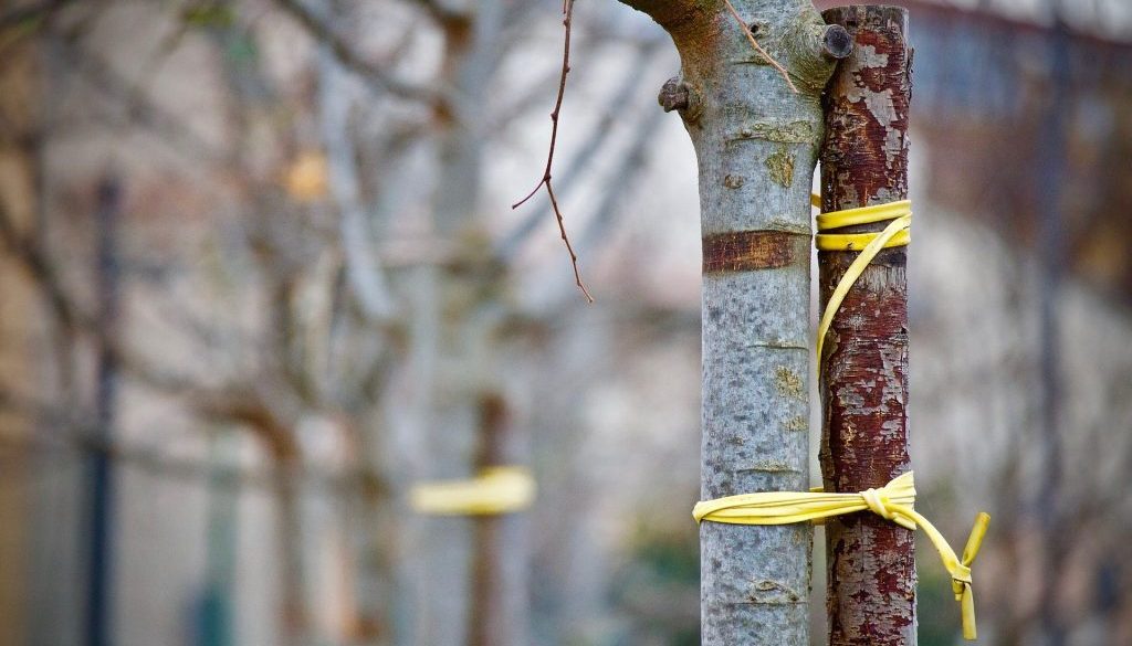 Trädstam som stöttas upp med en stötta och ett gult band.