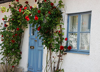 Vitt hus med blå dörr. Röda rosor växer runt dörren