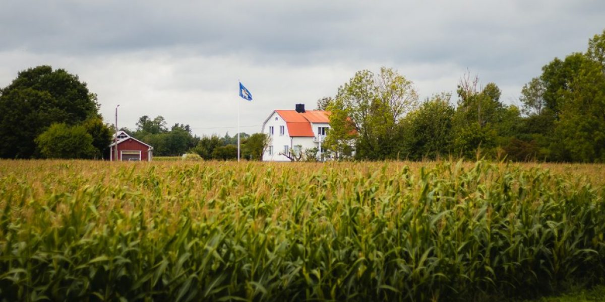 Vitt hus framför åker med majs. Gotlandsflagga vajar i vinden