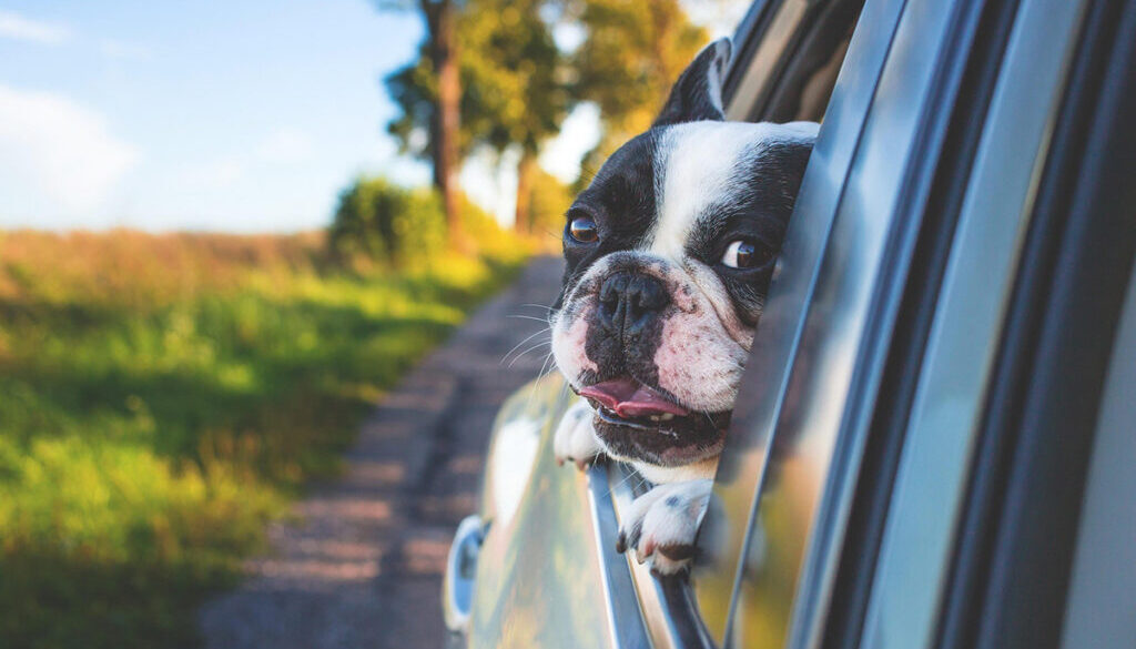 Hund tittar ut genom öppet bilfönster. Bilen kör på en landsväg