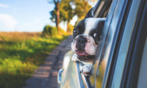 Hund tittar ut genom öppet bilfönster. Bilen kör på en landsväg