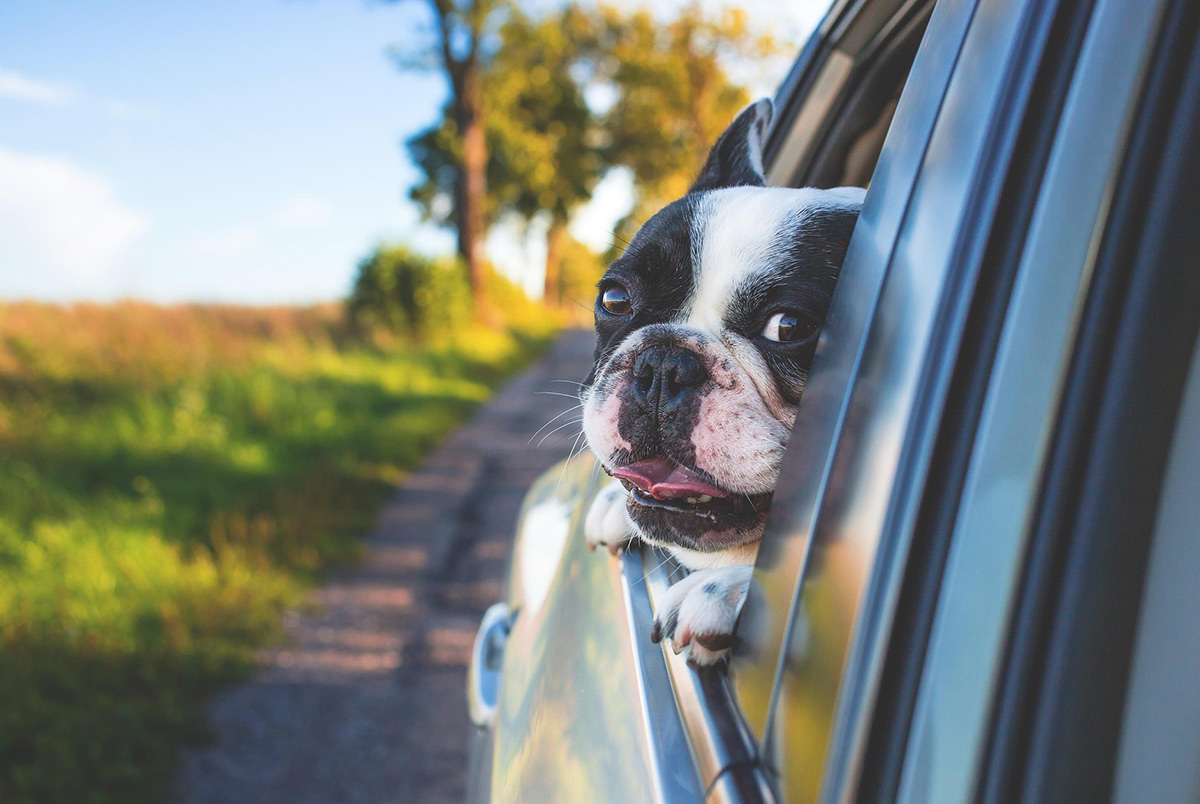 Hund tittar ut genom öppet bilfönster. Bilen kör på en landsväg