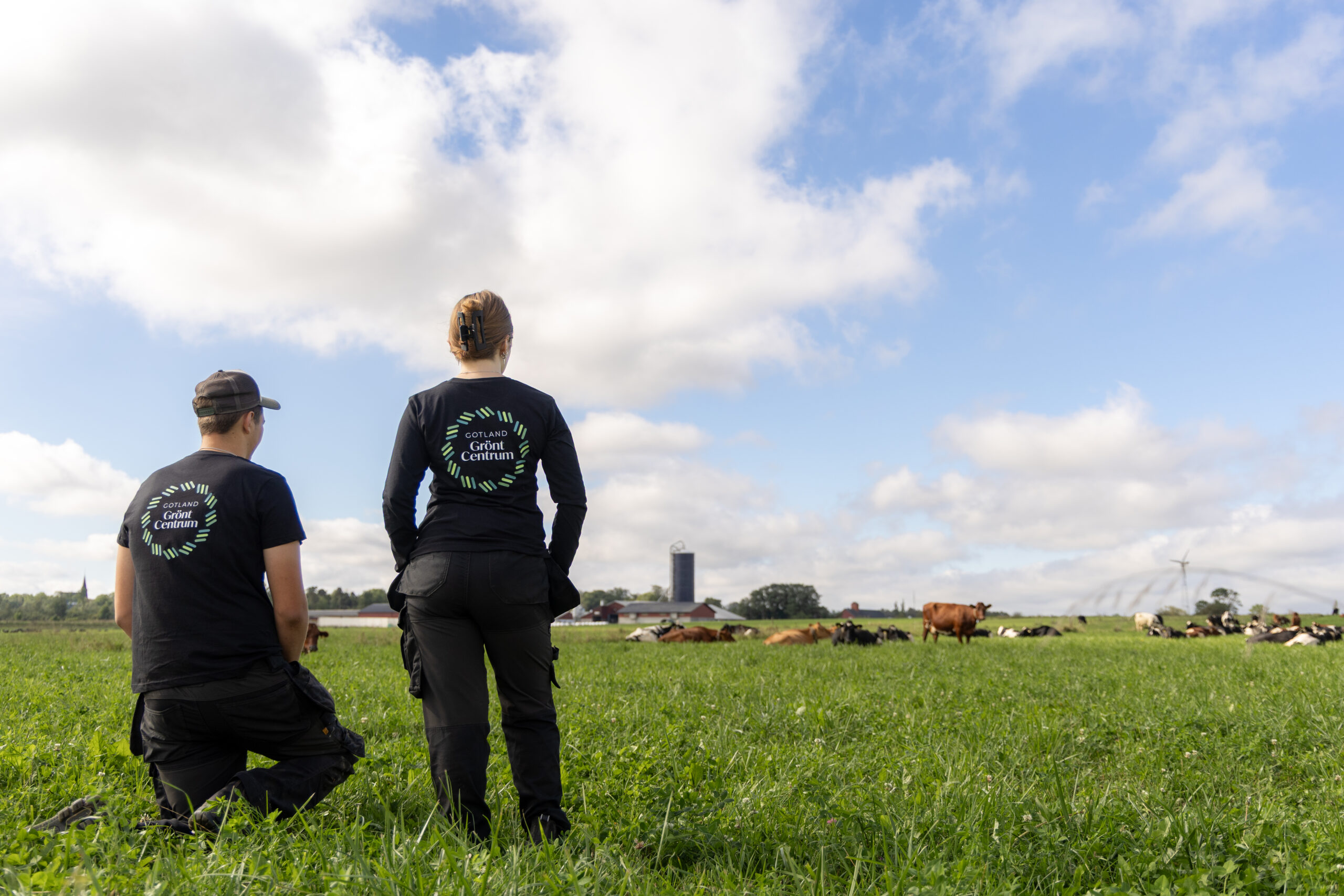 Ryggtavlorna av en kvinna och en man som tittar på kor iklädda tröjor med texten Gotland grönt centrum